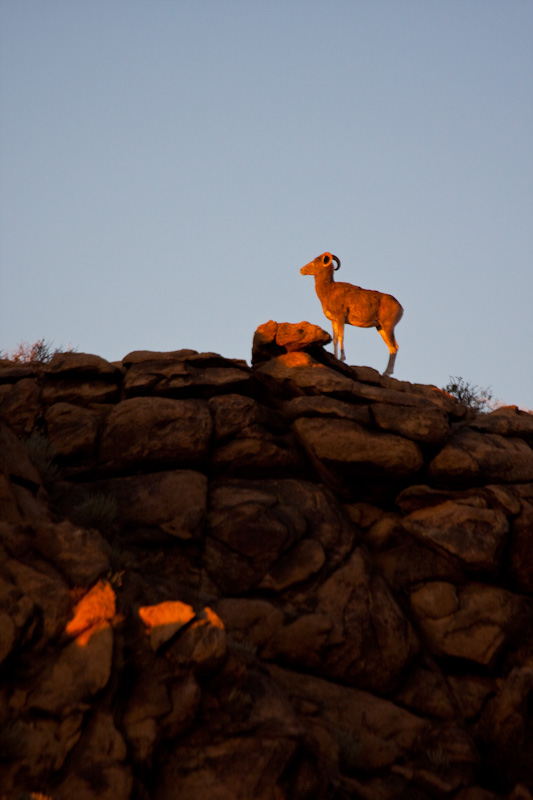 Argali At Sunset